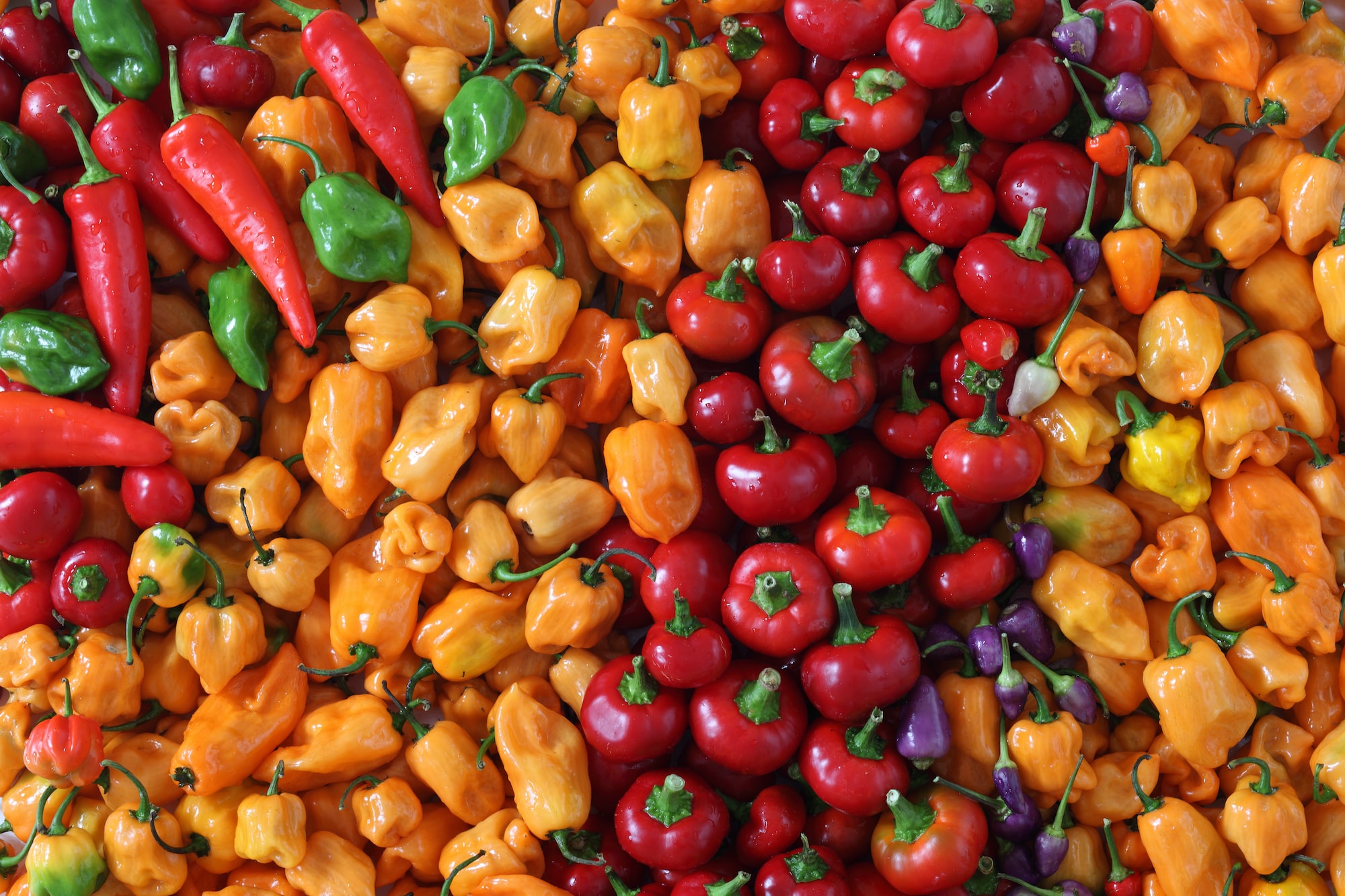 Hot Sauce